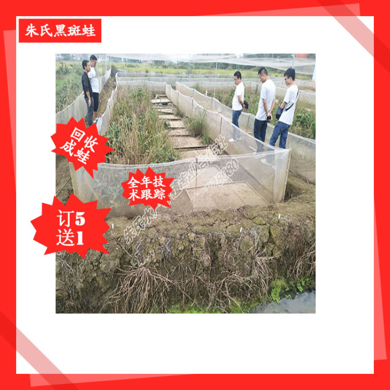 青蛙养殖技术加盟哪里好朱氏特种水产养殖，免费提供技术