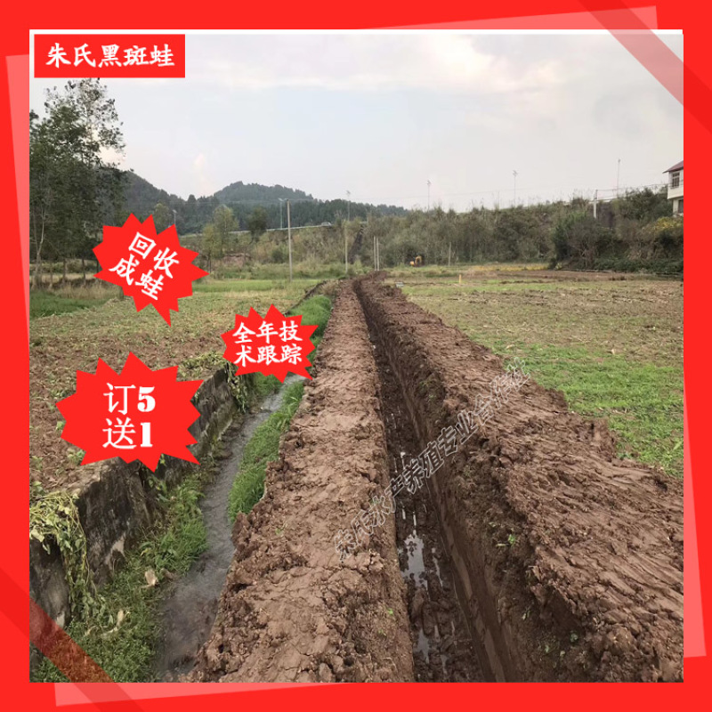 黑斑蛙青蛙蝌蚪种苗青蛙牙签苗至圆头苗大量供应价格便宜