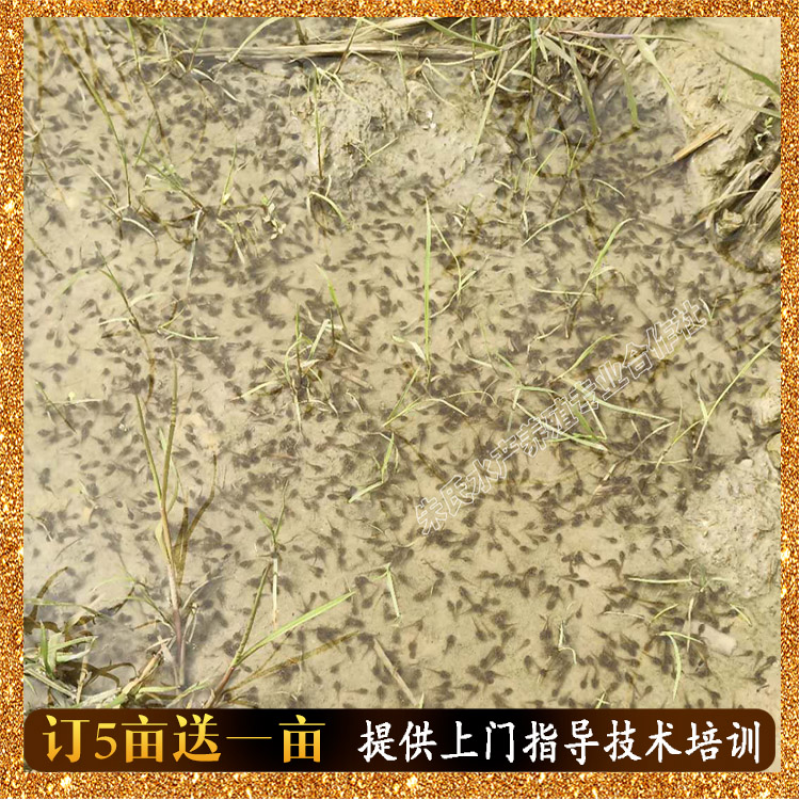 精选培育黑斑蛙青蛙种苗，蝌蚪种苗，提供黑斑蛙养殖免费培训