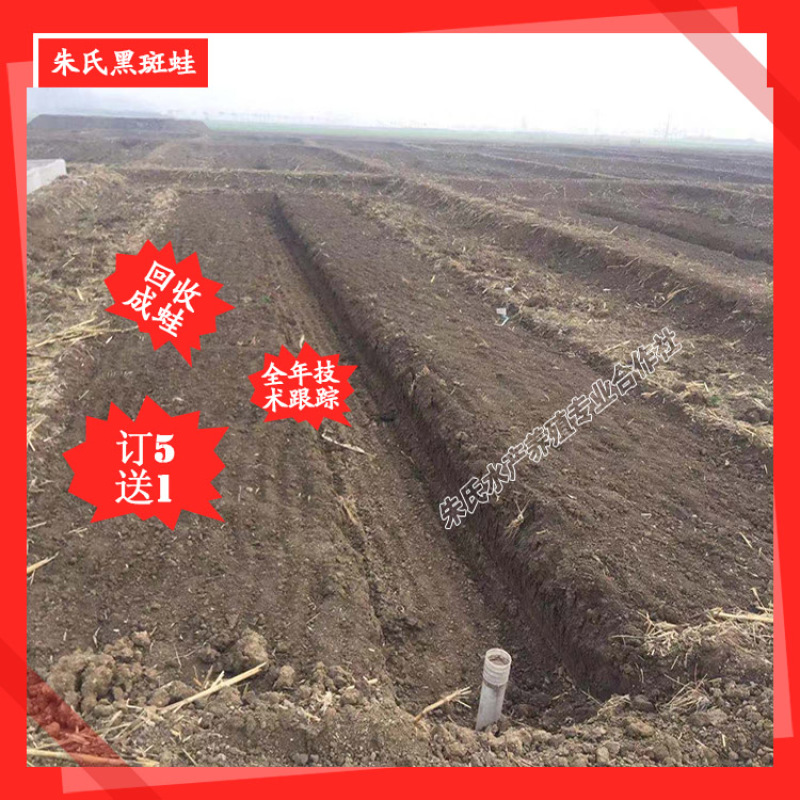 精选培育黑斑蛙青蛙种苗，蝌蚪种苗，提供黑斑蛙养殖免费培训