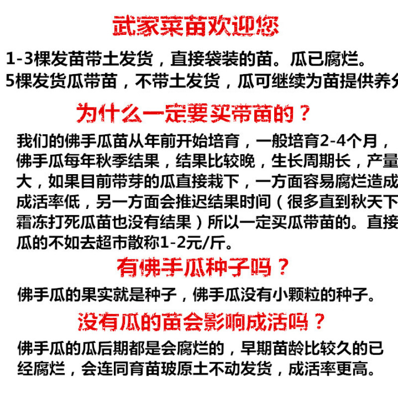 佛手瓜苗四季家庭种植佛手瓜种苗龙须菜苗种子带瓜