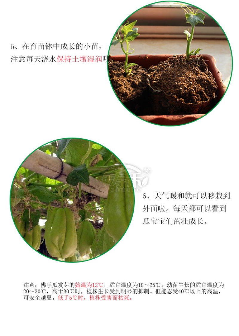 佛手瓜苗四季家庭种植佛手瓜种苗龙须菜苗种子带瓜