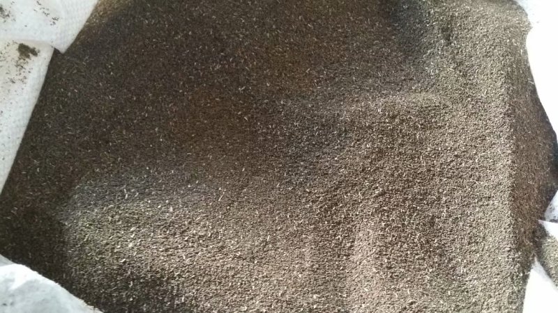 云南龙胆草种籽万亩龙胆基地直采直供坚龙胆种籽