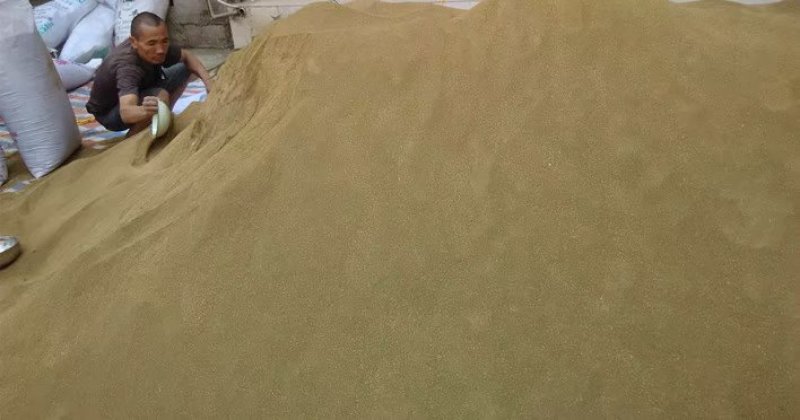 云南龙胆草种籽万亩龙胆基地直采直供坚龙胆种籽