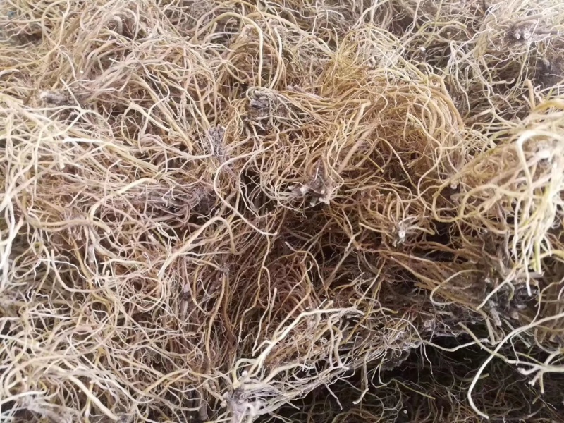 龙胆草选货批发中药材龙胆大货南龙胆龙胆草云南滇龙胆