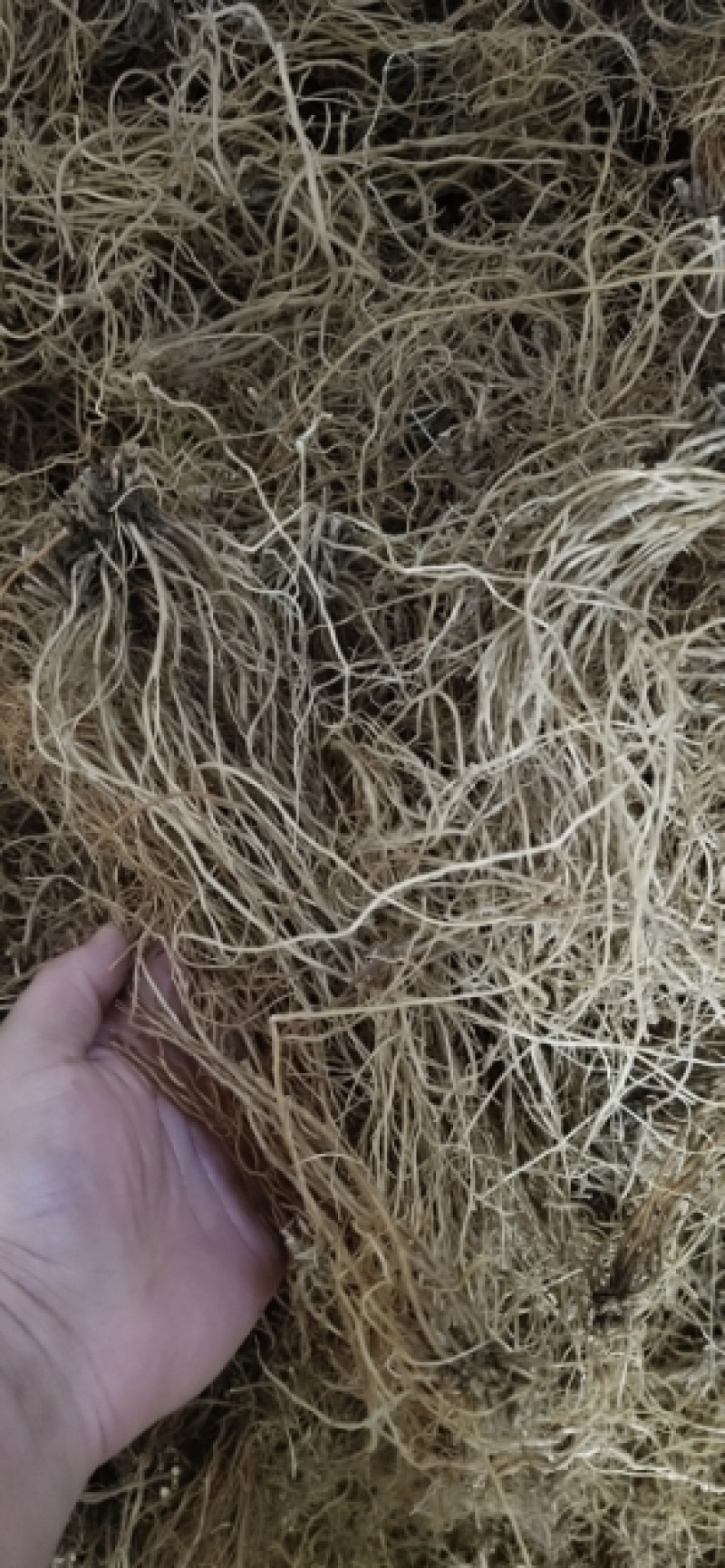 龙胆草选货批发中药材龙胆大货南龙胆龙胆草云南滇龙胆