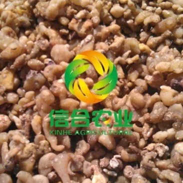云南滇黄精个子批发中药材黄精国产个子大货产地直供