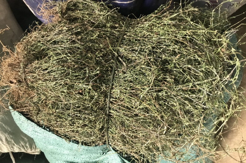 白花蛇舌草优选中药材草药之白花蛇舌草，别名：蛇舌草