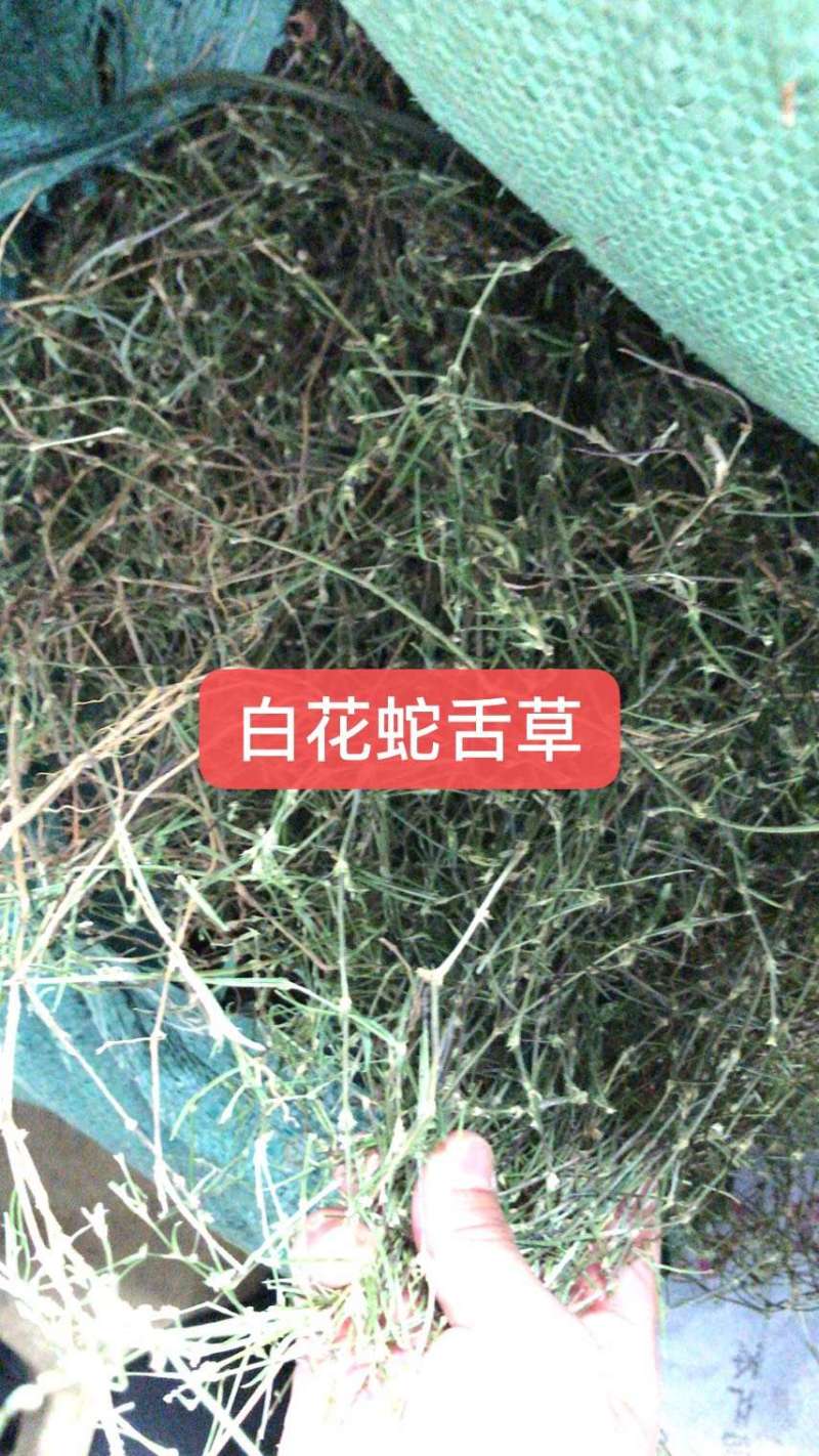 白花蛇舌草优选中药材草药之白花蛇舌草，别名：蛇舌草