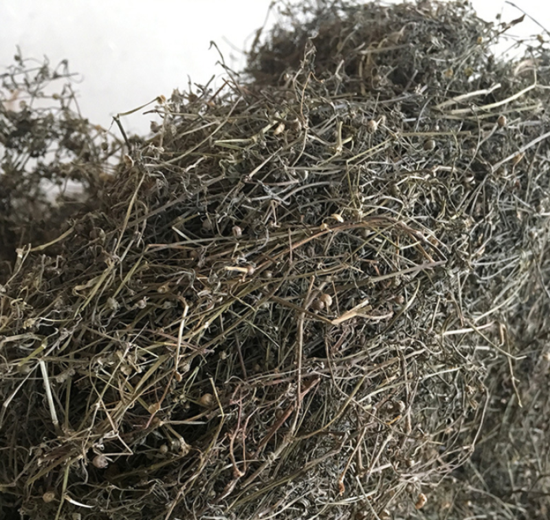 白花蛇舌草优选中药材草药之白花蛇舌草，别名：蛇舌草