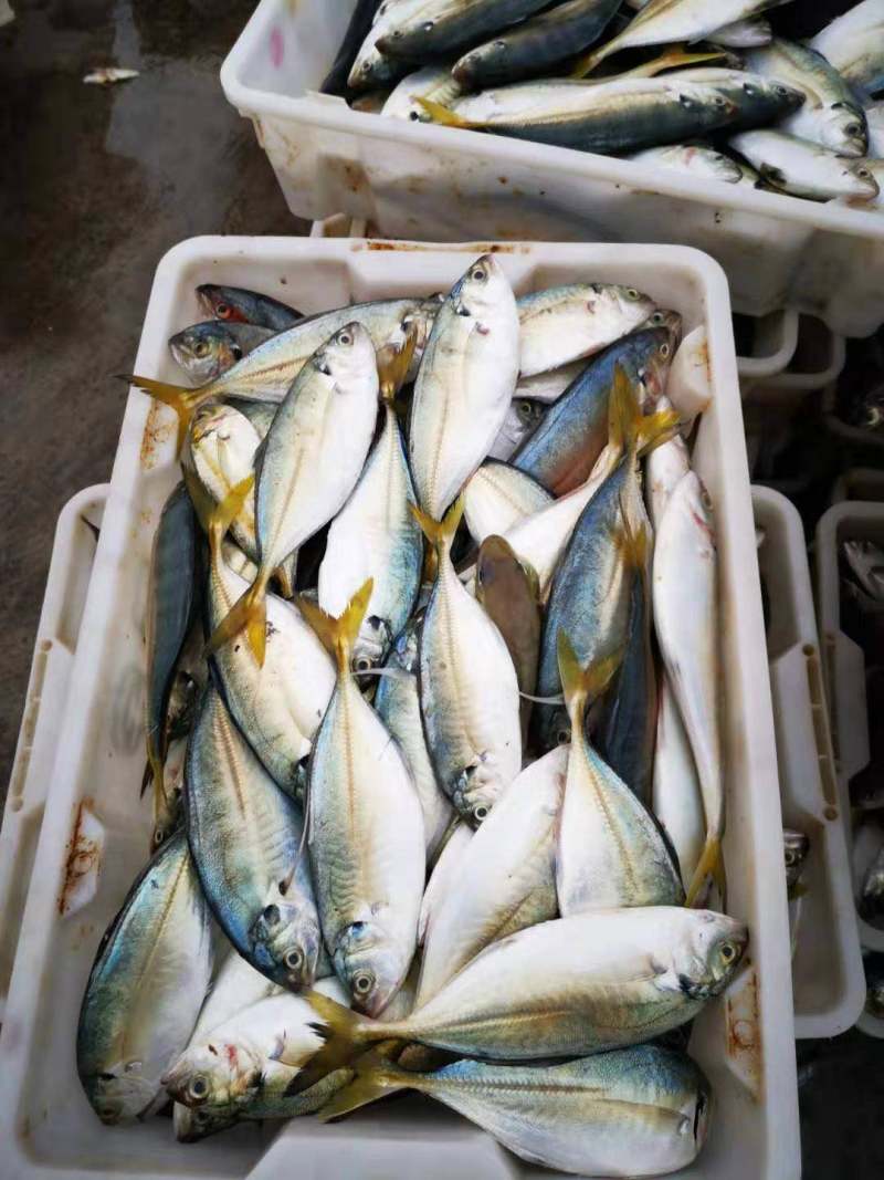 黄尾鱼干海鲜干货北海海味特产咸鱼干肉厚少刺黄尾鱼干厂