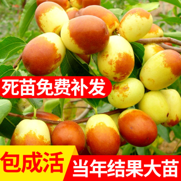 梨枣,嫁接枣树苗包品种包成活,全程提技术指导南北方种植