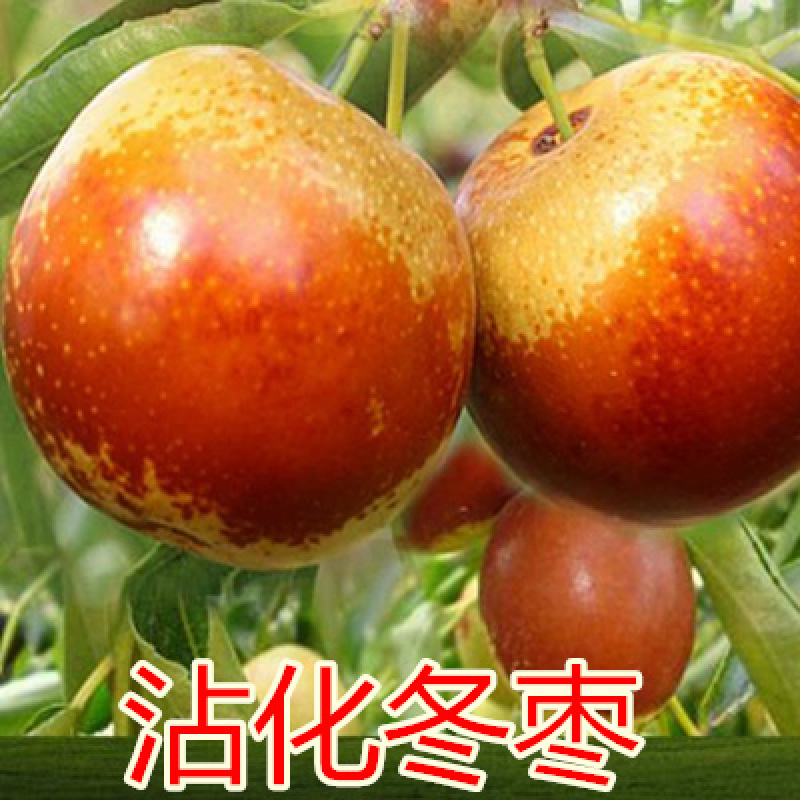 梨枣，嫁接枣树苗包品种包成活，全程提技术指导南北方种植