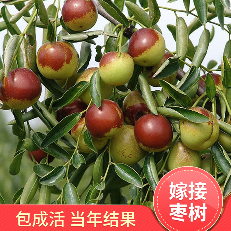 梨枣，嫁接枣树苗包品种包成活，全程提技术指导南北方种植