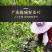 正宗金骏眉新茶蜜芽香福建武夷山红茶茶叶金俊眉特级
