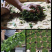 正宗金骏眉新茶蜜芽香福建武夷山红茶茶叶金俊眉特级