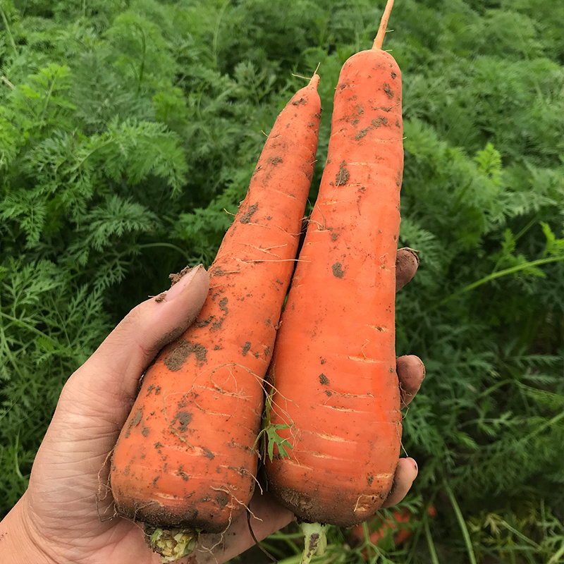 新鲜胡萝卜5斤装农家自种带泥胡萝卜新鲜蔬菜宝