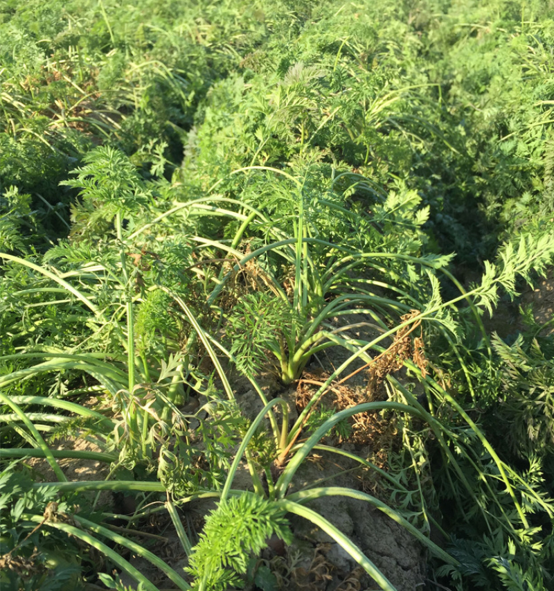 新鲜胡萝卜5斤装农家自种带泥胡萝卜新鲜蔬菜宝
