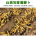 山西运城新鲜水果蔬菜黄皮胡萝卜可做新疆手抓饭5斤装