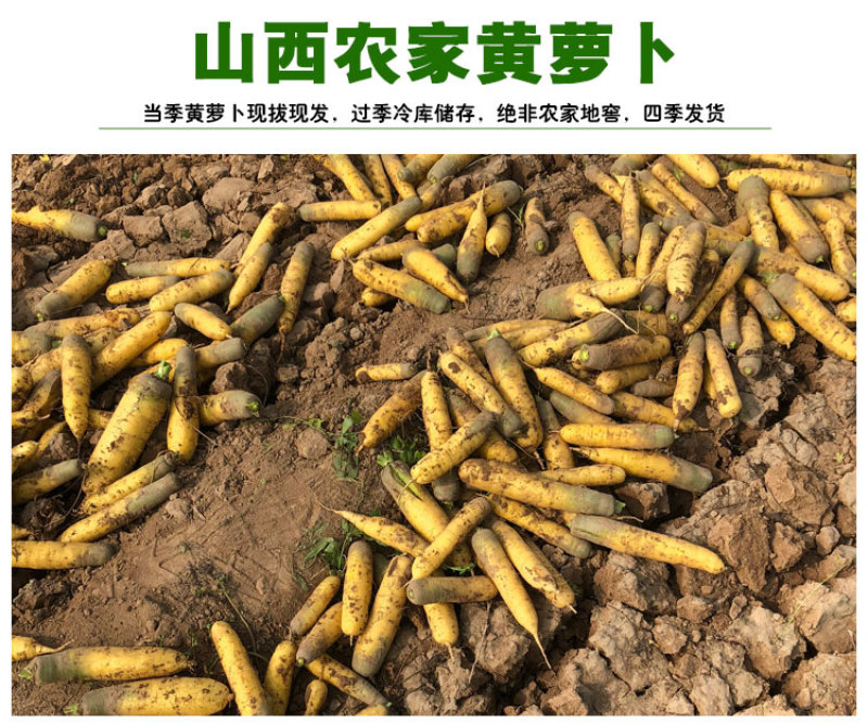 山西运城新鲜水果蔬菜黄皮胡萝卜可做新疆手抓饭5斤装