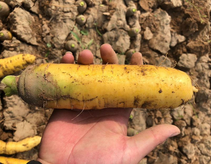 山西运城新鲜水果蔬菜黄皮胡萝卜可做新疆手抓饭5斤装