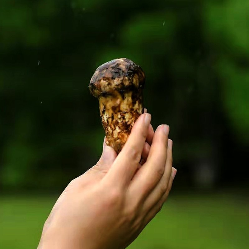 达娃曲珍西藏林芝松茸冻干松茸精选切片礼盒
