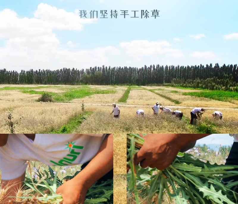 包邮新疆alnuri民光小麦面粉2500g土各曼面粉拉条