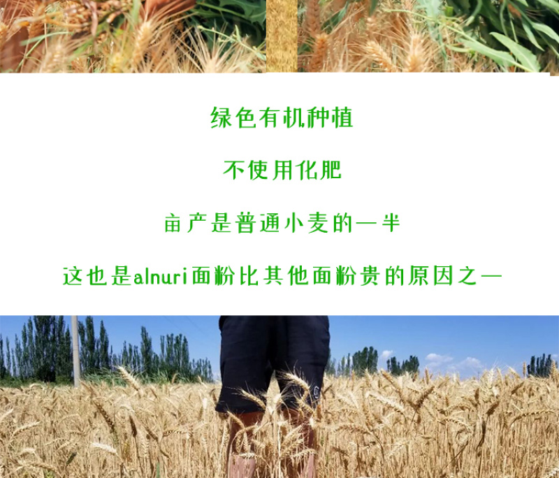 包邮新疆alnuri民光小麦面粉2500g土各曼面粉拉条