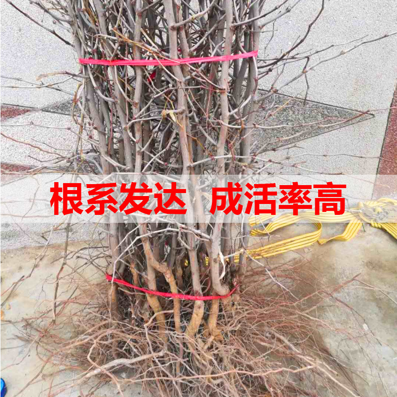 梨枣，嫁接枣树苗包品种包成活，全程提技术指导南北方种植