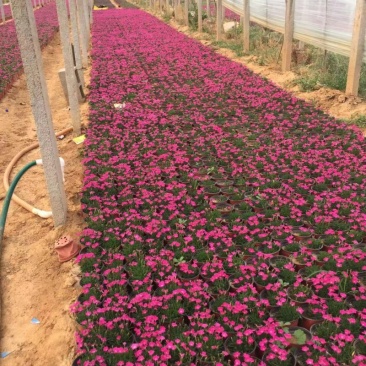 自产自销欧石竹。欧石竹种植基地。青州欧石竹价格处理