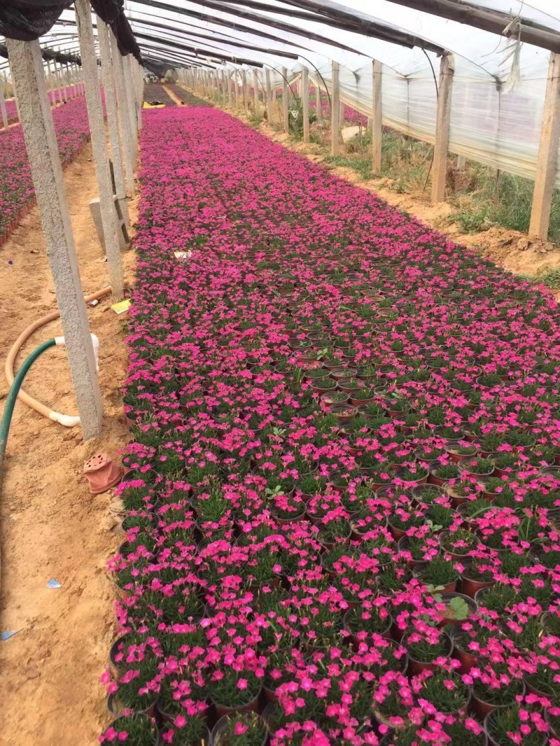 自产自销欧石竹。欧石竹种植基地。青州欧石竹价格处理