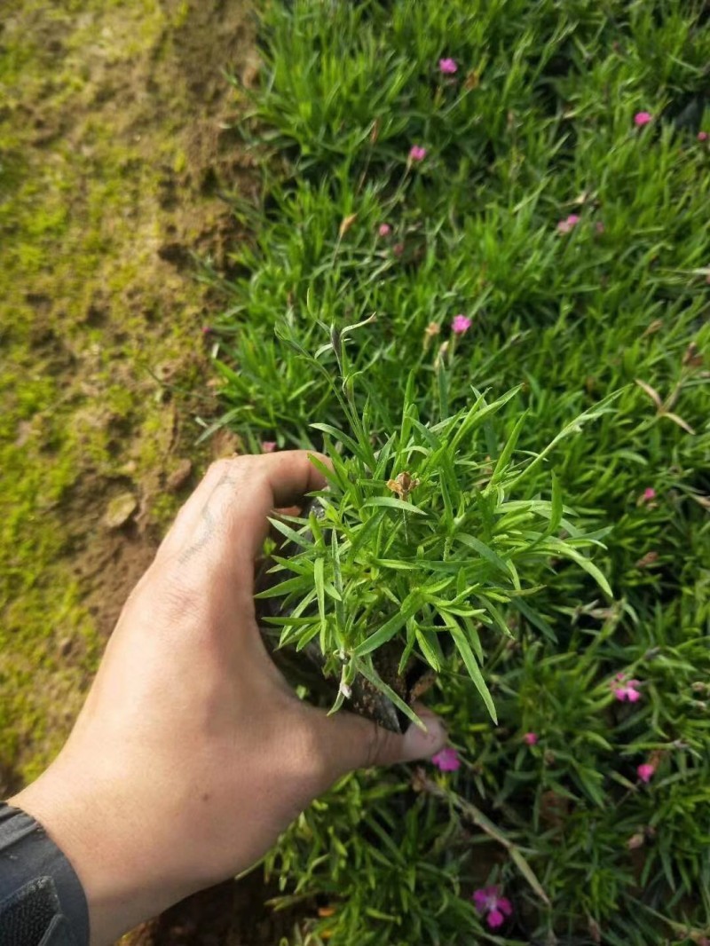 自产自销欧石竹。欧石竹种植基地。青州欧石竹价格处理