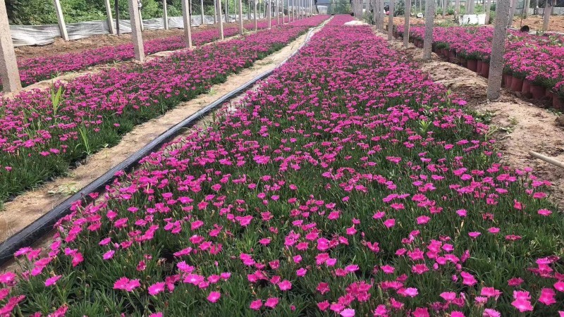 自产自销欧石竹。欧石竹种植基地。青州欧石竹价格处理