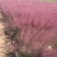 自产自销粉黛乱子草粉黛乱子草种植基地600万低价处理