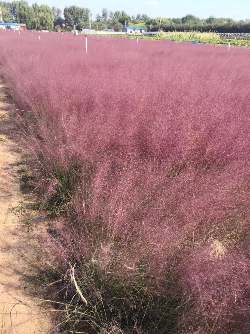 自产自销粉黛乱子草粉黛乱子草种植基地600万低价处理