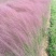 自产自销粉黛乱子草粉黛乱子草种植基地600万低价处理