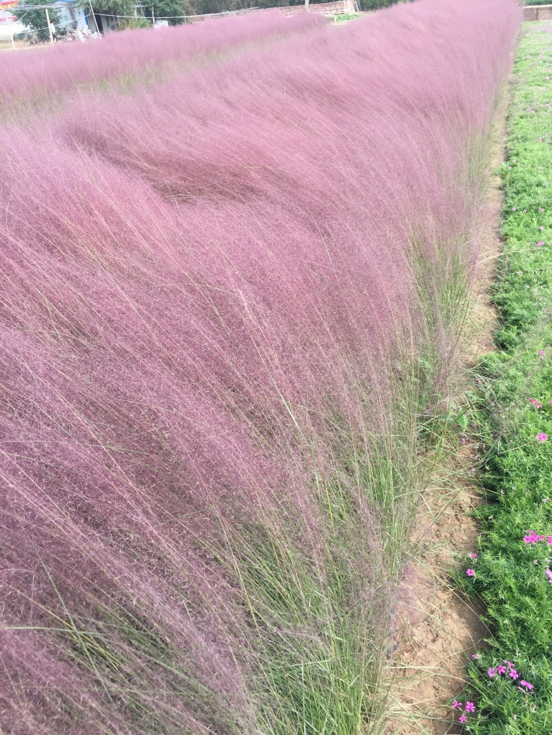 自产自销粉黛乱子草粉黛乱子草种植基地600万低价处理