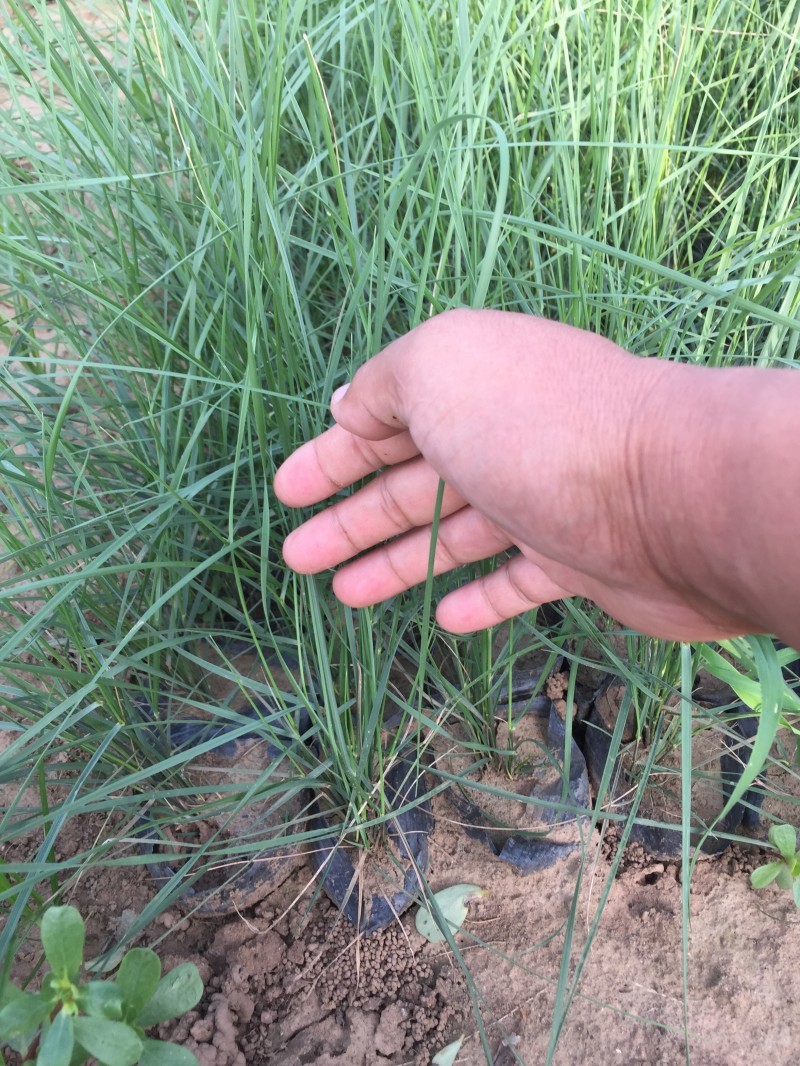 自产自销粉黛乱子草粉黛乱子草种植基地600万低价处理