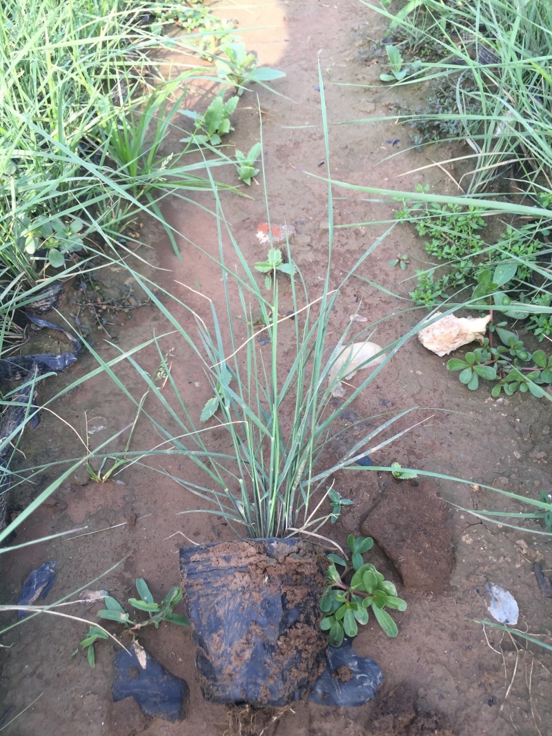 自产自销粉黛乱子草粉黛乱子草种植基地600万低价处理