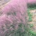 自产自销粉黛乱子草粉黛乱子草种植基地600万低价处理