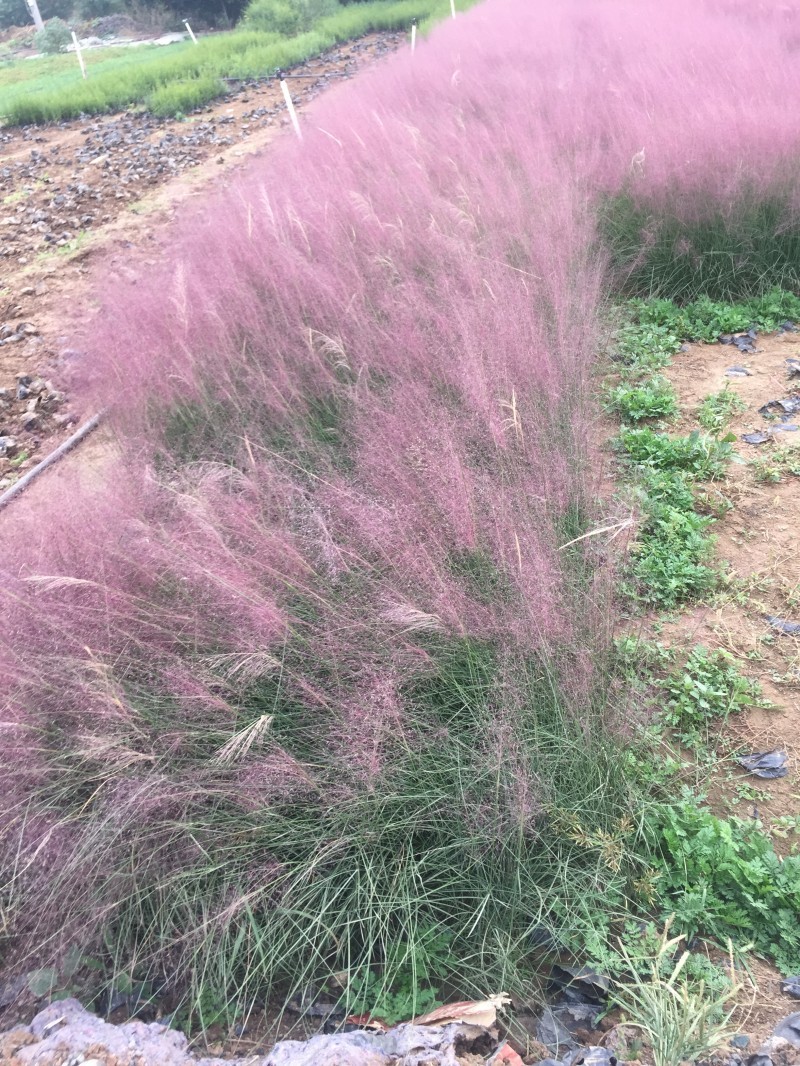 自产自销粉黛乱子草粉黛乱子草种植基地600万低价处理