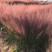 自产自销粉黛乱子草粉黛乱子草种植基地600万低价处理