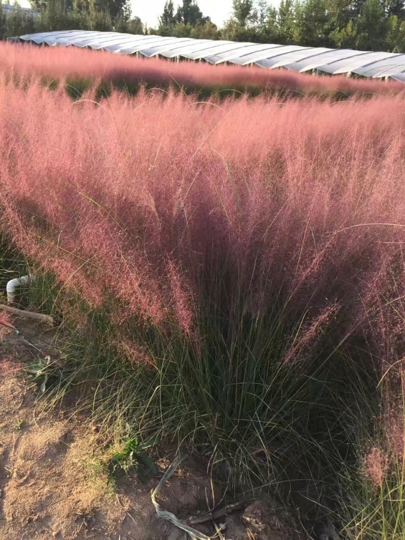 自产自销粉黛乱子草粉黛乱子草种植基地600万低价处理