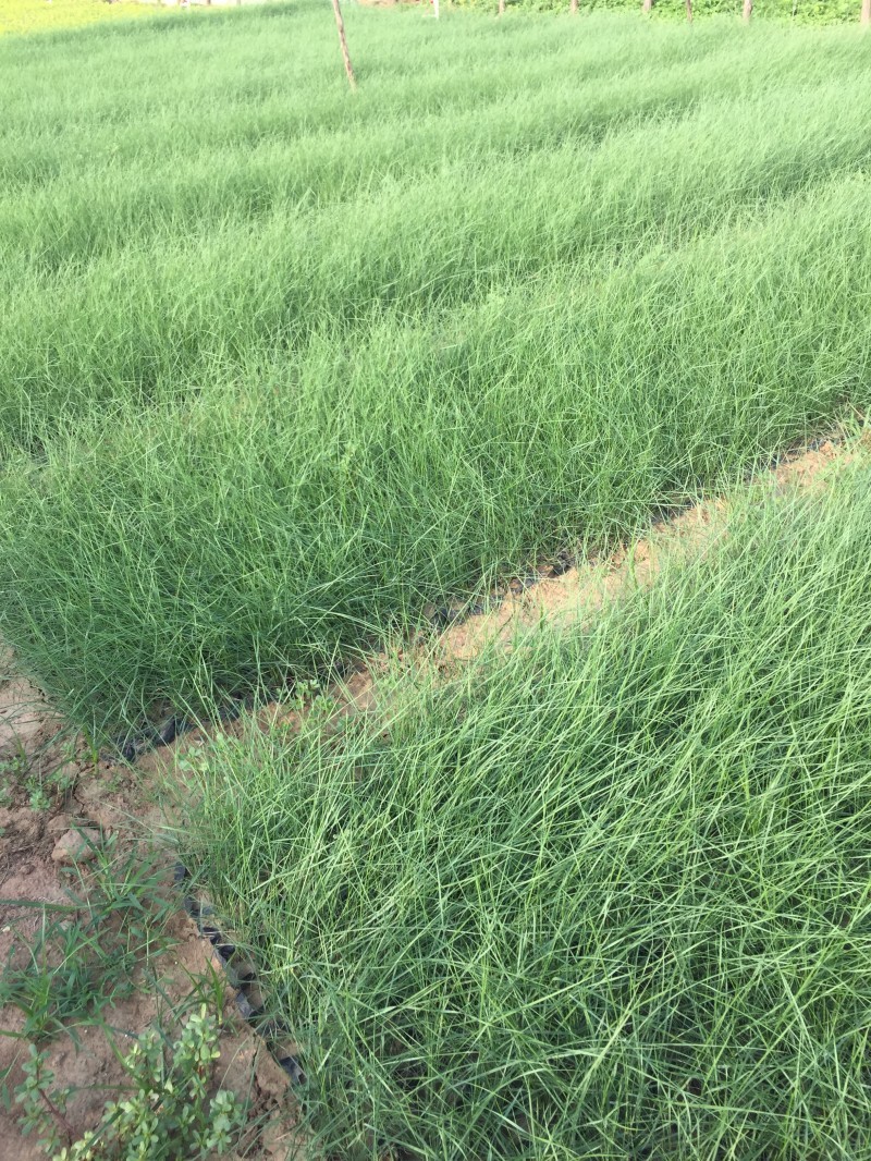 自产自销粉黛乱子草粉黛乱子草种植基地600万低价处理