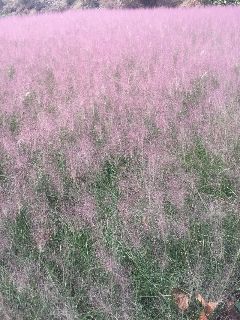 自产自销粉黛乱子草粉黛乱子草种植基地600万低价处理