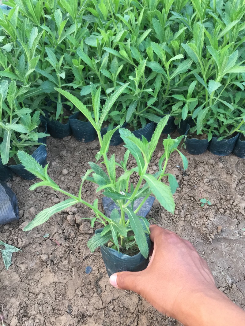 自产自销柳叶马鞭草柳叶马鞭草种植基地100万棵
