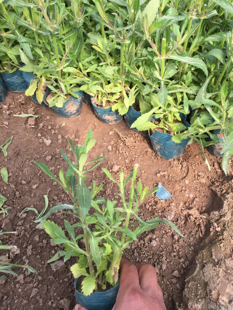 自产自销柳叶马鞭草柳叶马鞭草种植基地100万棵