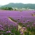 自产自销柳叶马鞭草柳叶马鞭草种植基地100万棵