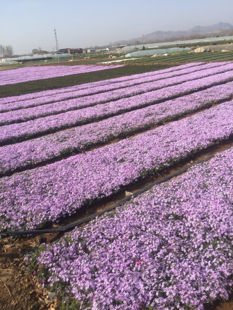 丛生福禄考种植基地丛生福禄考自产自销。1000万