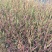 山桃草产地直销山桃草欢迎选购。100万处理